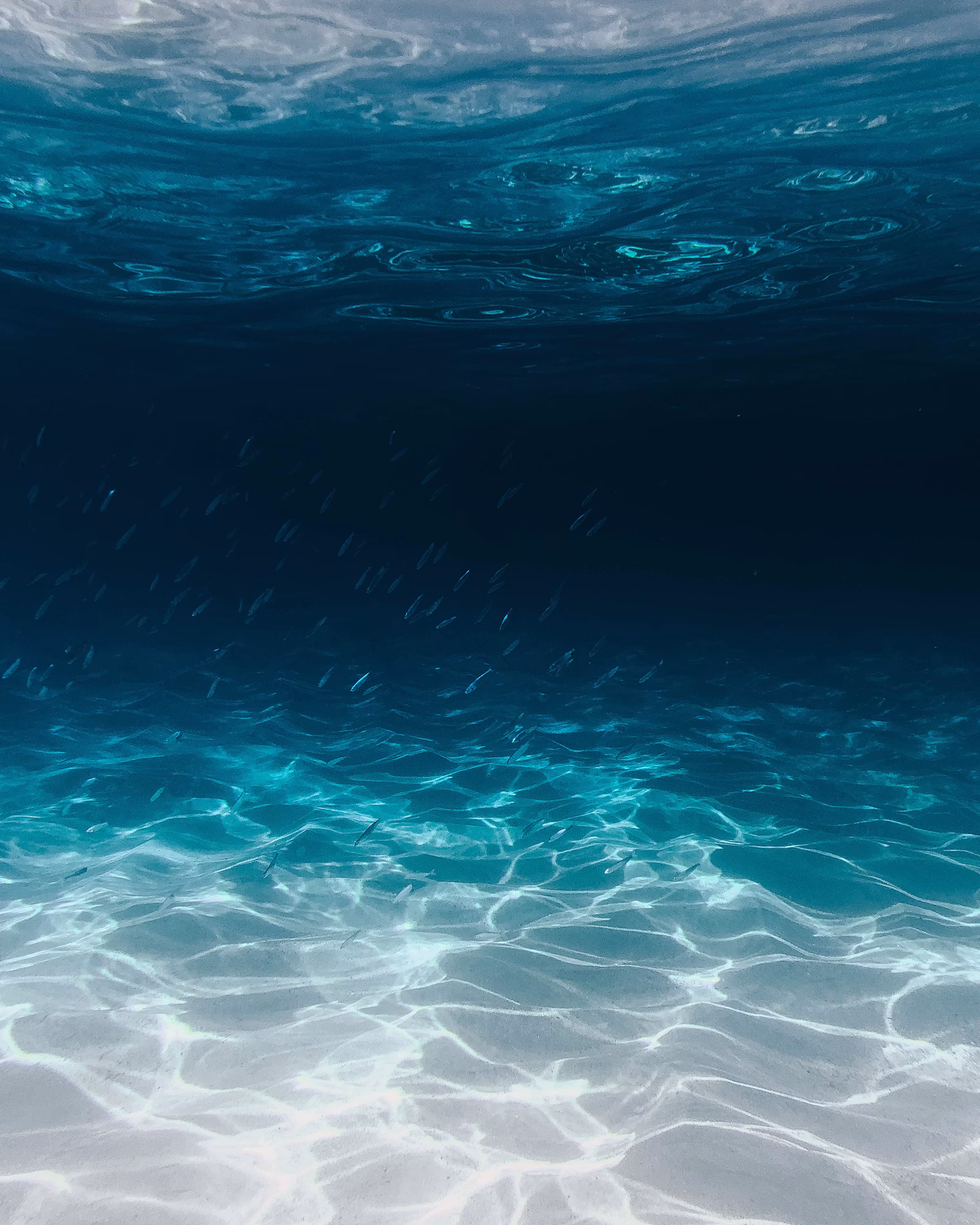 Posidonia: The Ancient Seagrass Meadow That Keeps the Mediterranean Alive
