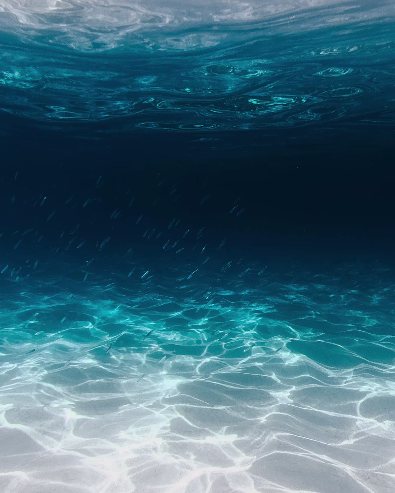 Posidonia: The Ancient Seagrass Meadow That Keeps the Mediterranean Alive